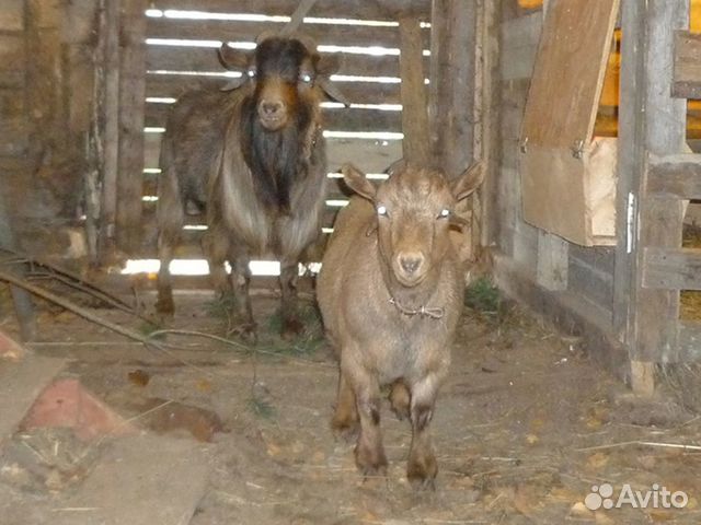 Камерунские козёл с козой купить на Зозу.ру - фотография № 1
