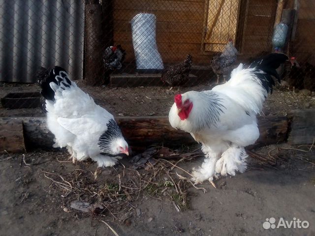 Цыплята брамы, адлера, плимутрока купить на Зозу.ру - фотография № 3