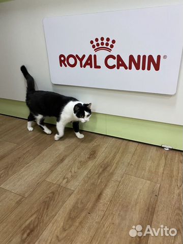 Отдам ласковую Кошечку хорошим людям Отдам ласковую Кошечку хорошим людям