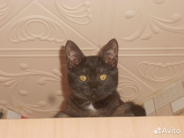 Кошка-доктор купить на Зозу.ру - фотография № 8