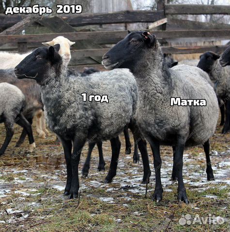 Племенные овцы с документами купить на Зозу.ру - фотография № 4