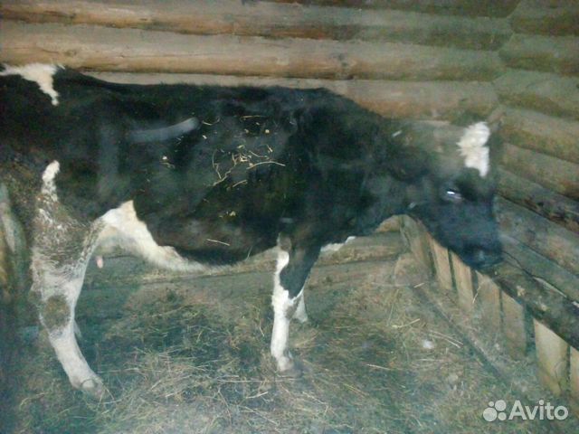 Корова тёлочка купить на Зозу.ру - фотография № 1