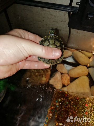 Красноухие черепахи с аквариумом купить на Зозу.ру - фотография № 2