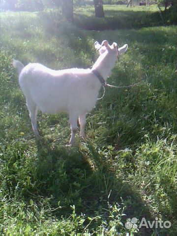 Молодая коза (можно на мясо) купить на Зозу.ру - фотография № 3
