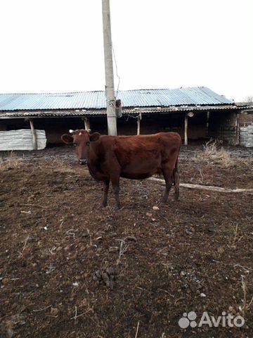 Коровы тельные купить на Зозу.ру - фотография № 6