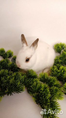 Кролик карликовый, декоративный купить на Зозу.ру - фотография № 4