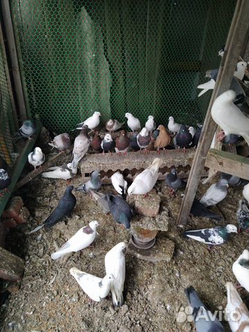 Высоколетные летные голуби купить на Зозу.ру - фотография № 9