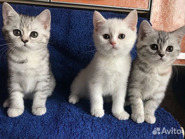 Симпатичные котята британчики купить на Зозу.ру - фотография № 9