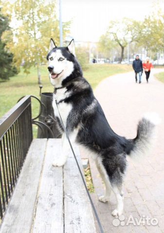 Кобель для вязки Кобель для вязки