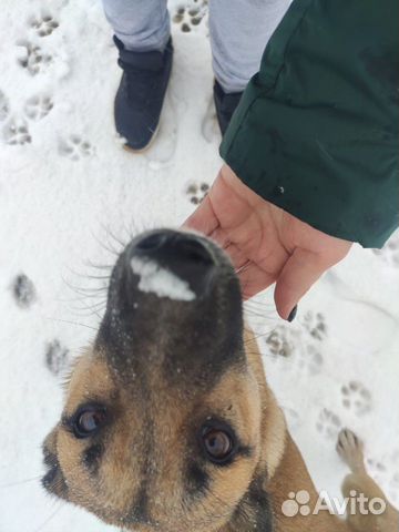 Найден пёс купить на Зозу.ру - фотография № 1