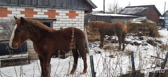 Продажа лошадей купить на Зозу.ру - фотография № 4