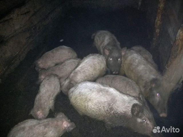 Продам свиней полукровок купить на Зозу.ру - фотография № 5