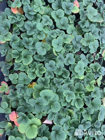 Саженцы, фриго (рассада) клубники, земляника