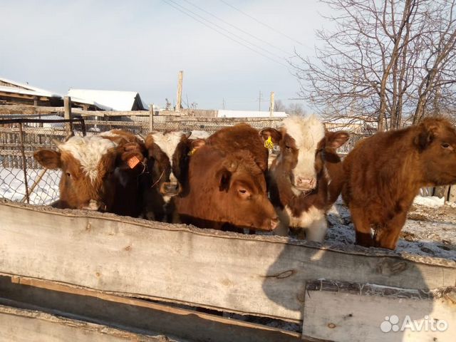Продаем бычков купить на Зозу.ру - фотография № 2