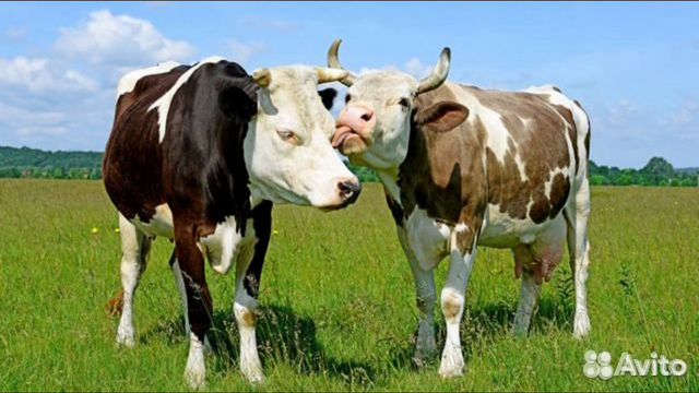 Коровы,быки,тёлки и баранина купить на Зозу.ру - фотография № 1