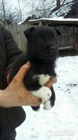 Собака (щенки кабельки) купить на Зозу.ру - фотография № 3