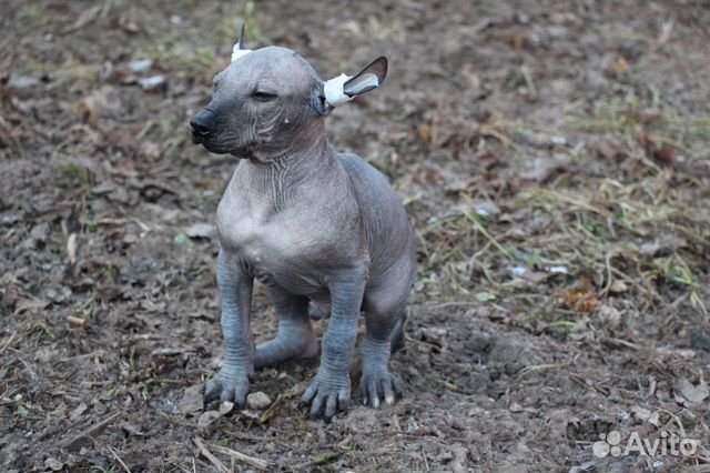 Ксолоинкуинтли, мексиканская голая собака купить на Зозу.ру - фотография № 4