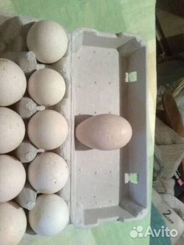 Яйцо индюшек для инкубации купить на Зозу.ру - фотография № 1