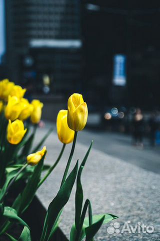 Опт тюльпаны из теплицы Опт тюльпаны из теплицы