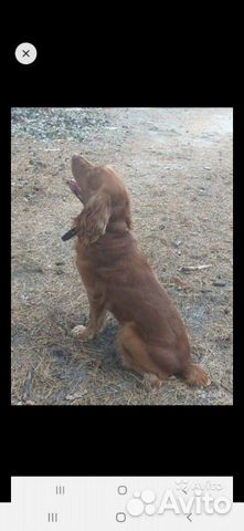 Чистокровный щенок Англиского спанееля купить на Зозу.ру - фотография № 5
