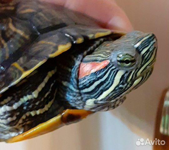 Краснаухая черепаха купить на Зозу.ру - фотография № 2