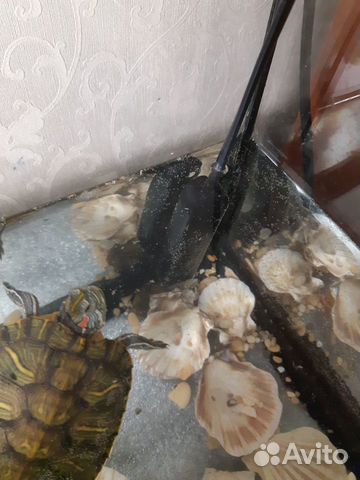 Большой аквариум для черепах с 3 черепахами купить на Зозу.ру - фотография № 9