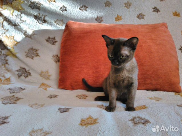 Котята