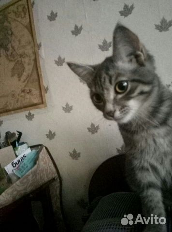 Котенок, 4 месяца купить на Зозу.ру - фотография № 1