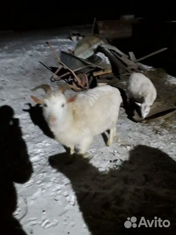 Продам коз купить на Зозу.ру - фотография № 2