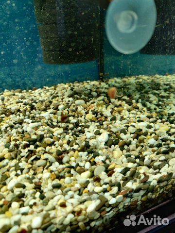 Грунт галька в аквариум купить на Зозу.ру - фотография № 2
