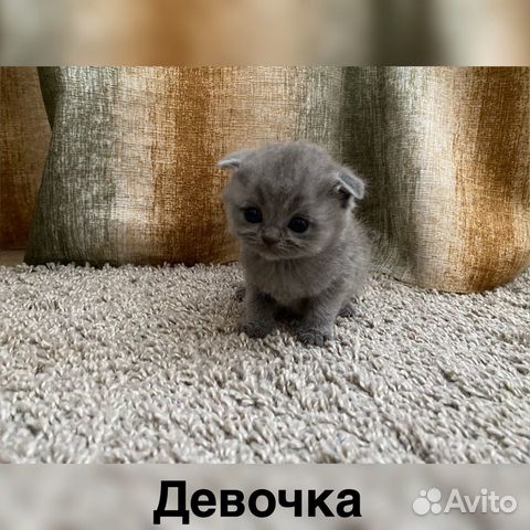 Продам британских котят купить на Зозу.ру - фотография № 1