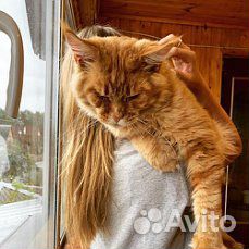 Клубный кот мейн кун на вязку купить на Зозу.ру - фотография № 3