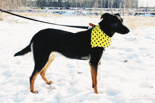 Необычного окраса собака Гера в дар купить на Зозу.ру - фотография № 8