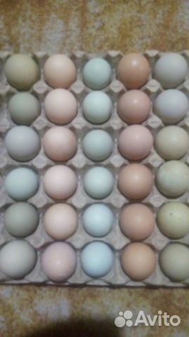 Яйца купить на Зозу.ру - фотография № 8