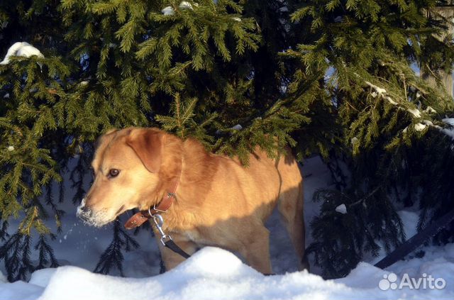 Собака ищет дом и ждет хозяина купить на Зозу.ру - фотография № 6