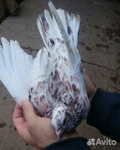 Бакинские мраморные голуби купить на Зозу.ру - фотография № 4