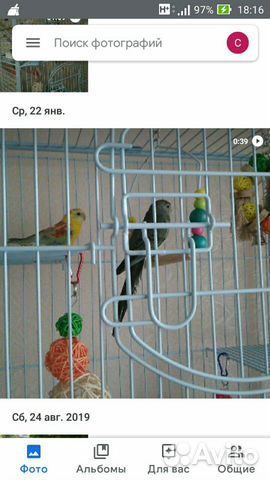 Продажа певчих попугаев купить на Зозу.ру - фотография № 1