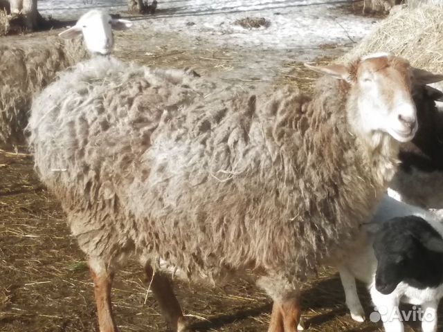 Курдючная овечка на развод купить на Зозу.ру - фотография № 1