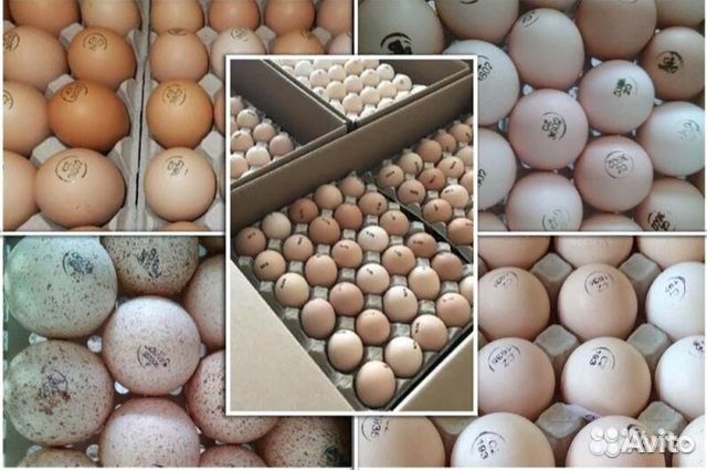 Яйцо импорт для инкубации купить на Зозу.ру - фотография № 1