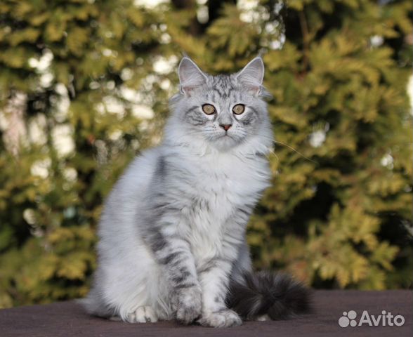 Шикарные Котята Мейн-кун Шикарные Котята Мейн-кун