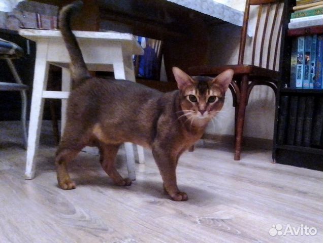 Абиссинский кот дикого окраса, возраст 1 год купить на Зозу.ру - фотография № 2