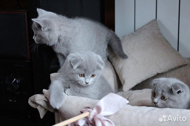 Шотландские котята (девочки) купить на Зозу.ру - фотография № 3