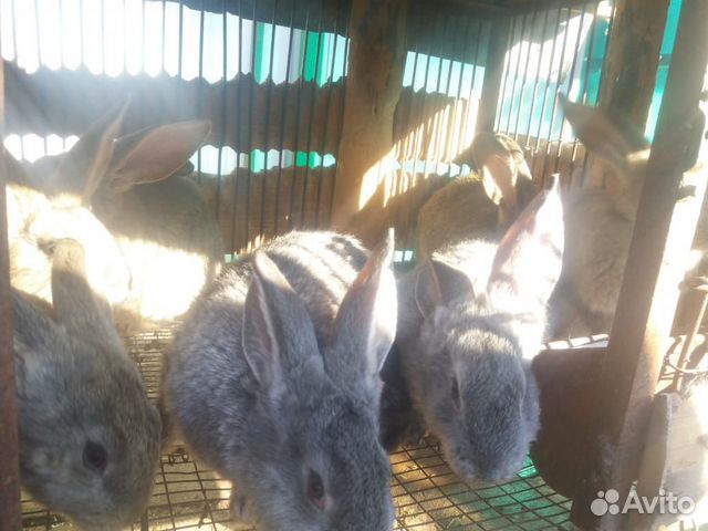Кролики на племя купить на Зозу.ру - фотография № 4