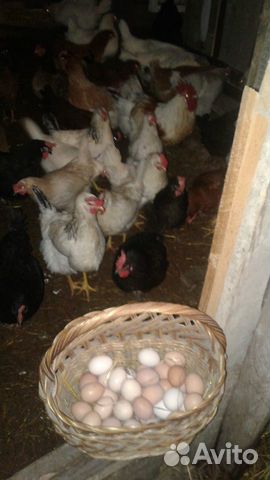 Продам куриные яйца для инкубации купить на Зозу.ру - фотография № 1