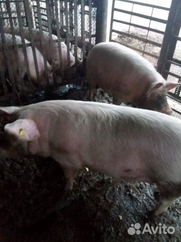 Продаётся супоросная свинья, породы Ландрас купить на Зозу.ру - фотография № 2