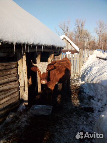 2 коровы,кобылу,бык купить на Зозу.ру - фотография № 1