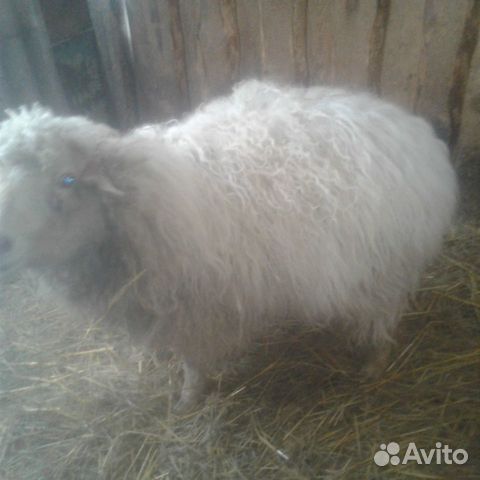 Коза чешка овца купить на Зозу.ру - фотография № 4