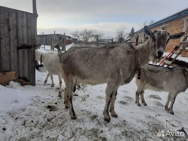 Козлята от чистопородных дойных коз купить на Зозу.ру - фотография № 5