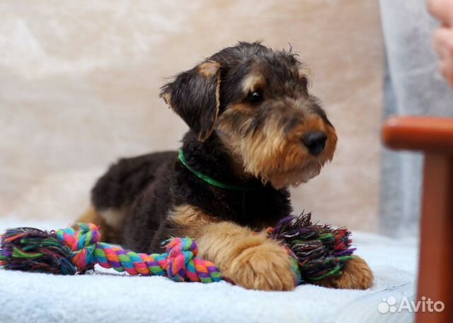 Эрдельтерьер Купить Щенка В Казани