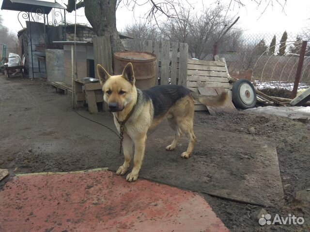 Магазины вязания воронеж. Ротвейлер в 90е. Вязка воронеж. Вязка воронеж. Американская акита злая.